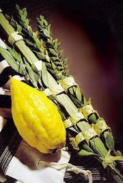 Got Etrog? Etrog Holders Default Standard Etrog & Lulav Set from Israel