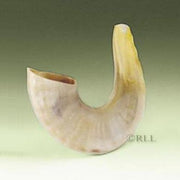 Rite Lite Shofars Small Shofar