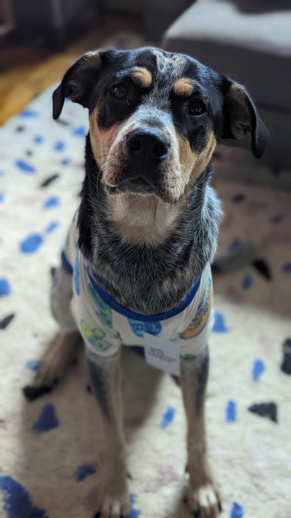 Amy Kritzer Becker - Hanukkah Light and Latkes Dog Pajamas - (Sizes S - XXL) - ModernTribe