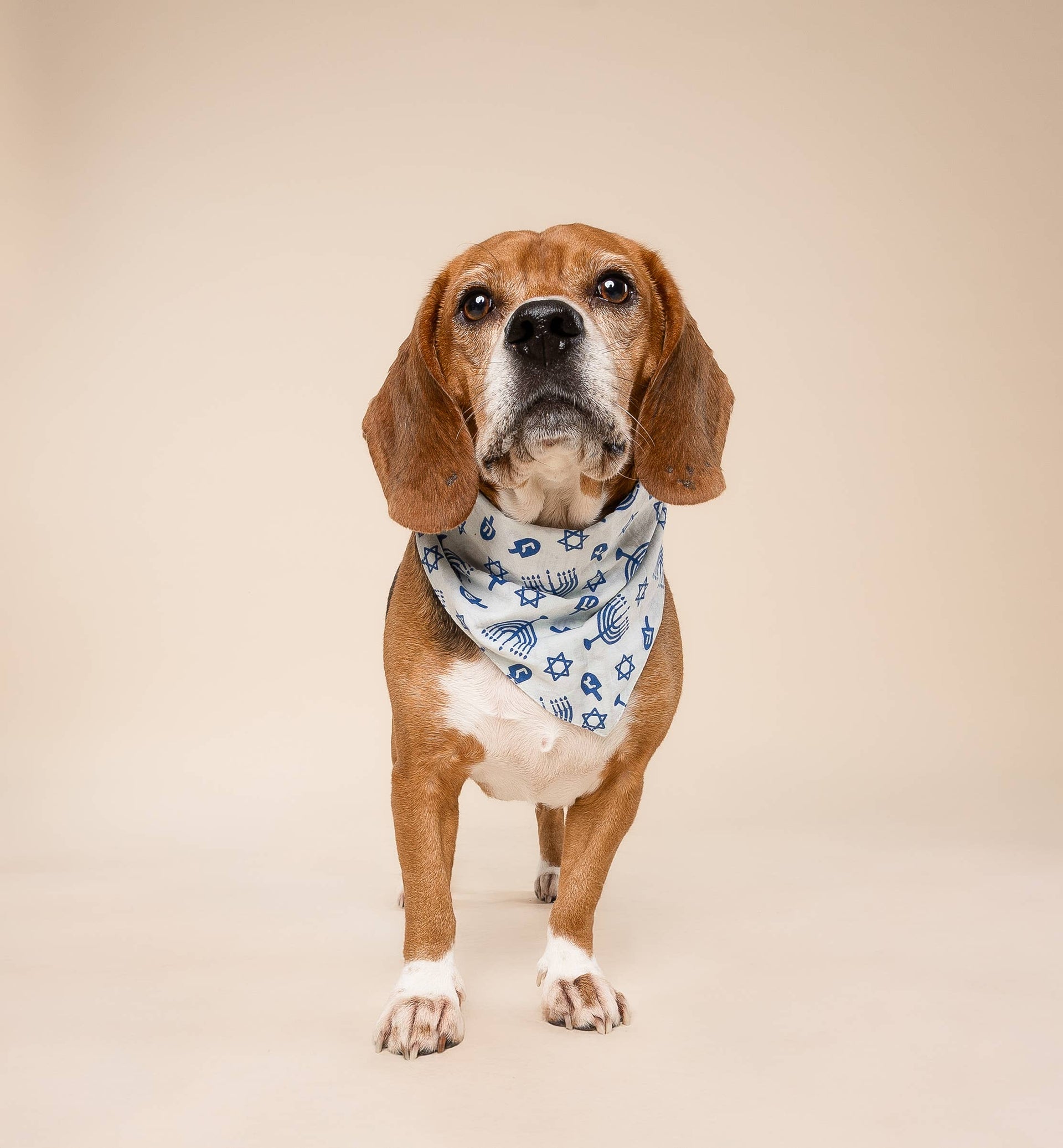 The Paws - Hanukkah Fun Pet Bandana - ModernTribe