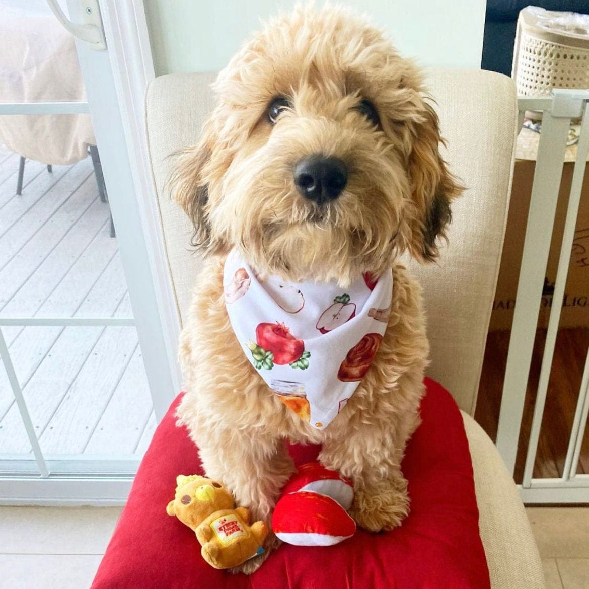 Love Always, Audrey Pet Toys Rosh Hashanah Pet Bandana