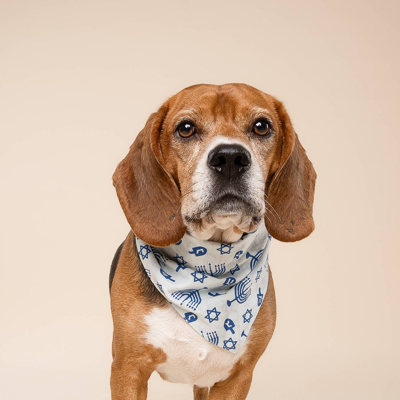 The Paws - Hanukkah Fun Pet Bandana - ModernTribe