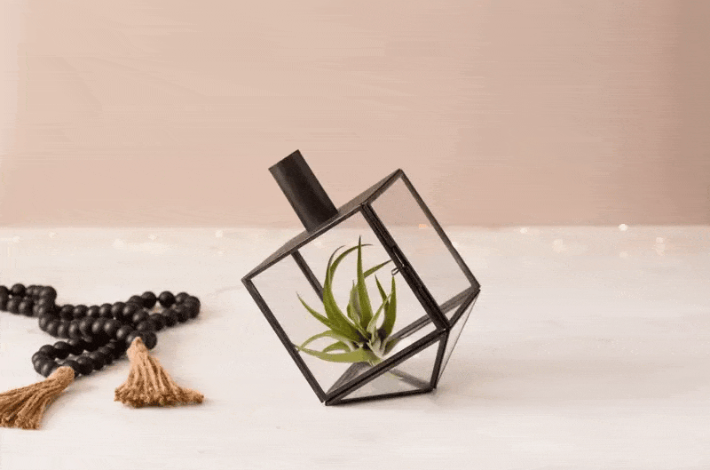 Adara Rituals - Talia Dreidel Terrarium - Antique Black - ModernTribe