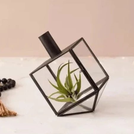 Adara Rituals - Talia Dreidel Terrarium - Antique Black - ModernTribe