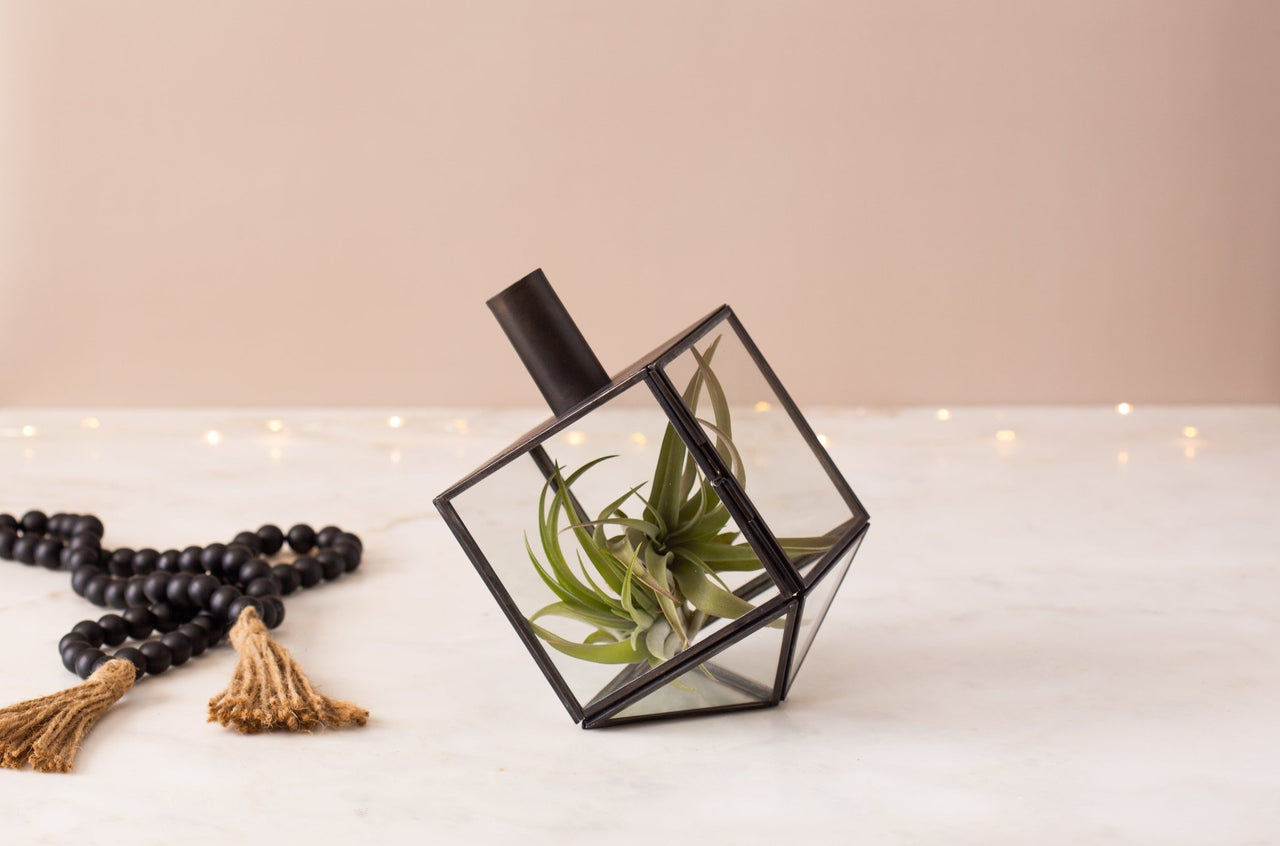 Adara Rituals - Talia Mini Dreidel Terrarium - Black - ModernTribe