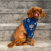 Midrash Manicures Pet Toys Pet Hanukkah Space Bandana