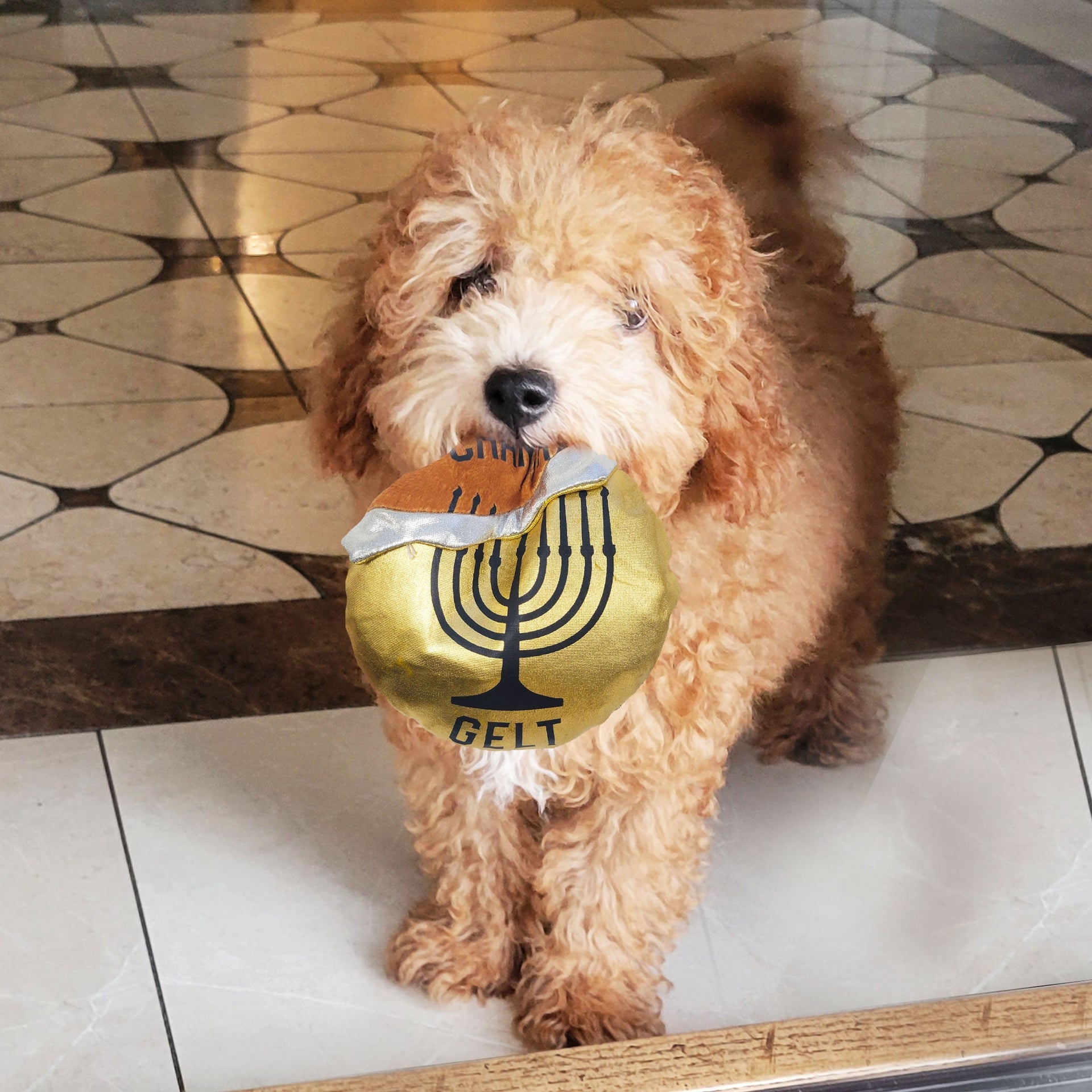 Rite Lite Pet Toys "Chewdaica"™ Hanukkah Gelt, Plush Dog Toy