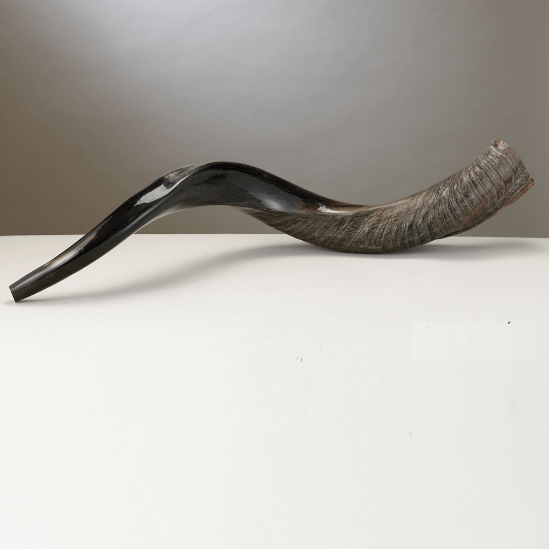 Rite Lite Shofars Yemenite Shofar - Long - As Seen on Colbert Report