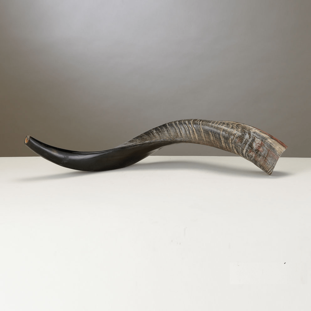 Rite Lite Shofars Yemenite Shofar - Medium