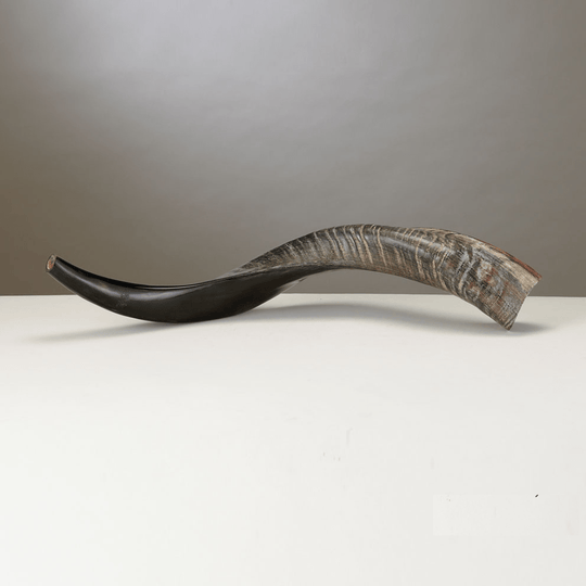 Yemenite Shofar - Medium