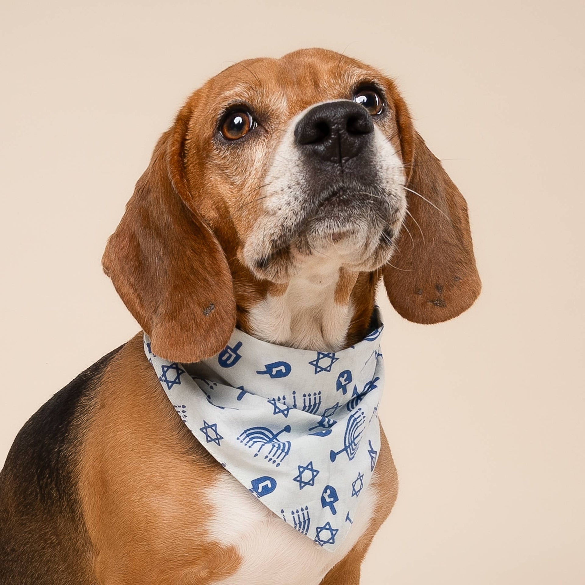 The Paws - Hanukkah Fun Pet Bandana - ModernTribe