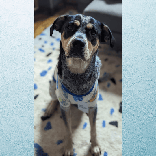 Hanukkah Light and Latkes Dog Pajamas - (Sizes S - XXL)