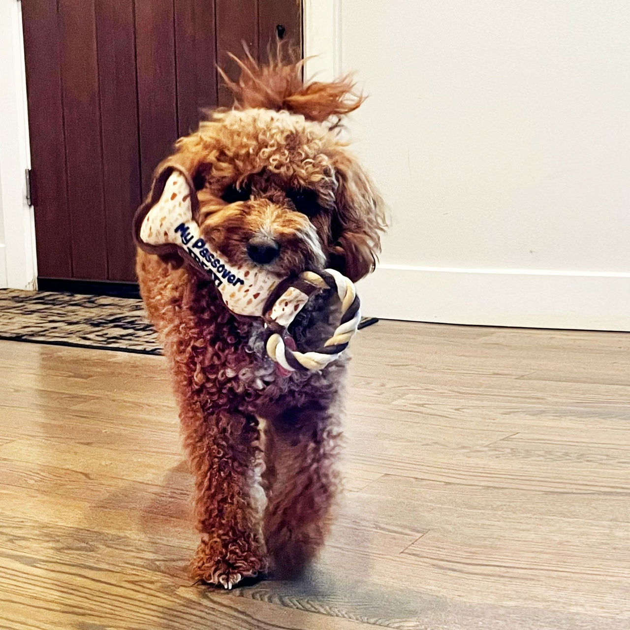 Rite Lite - Chewdaica™ Passover Bone Squeaky Dog Toy - ModernTribe