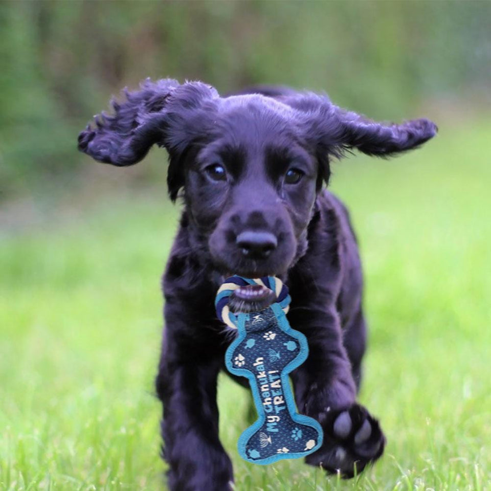 Rite Lite - Chewdaica™ Chanukah Bone Squeaky Dog Toy - ModernTribe