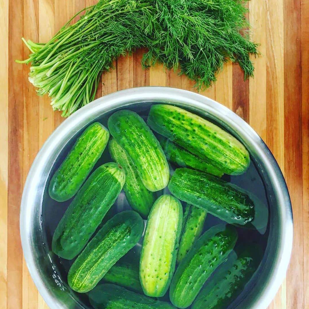Farm Steady - Lacto - Pickle Making Kit - ModernTribe