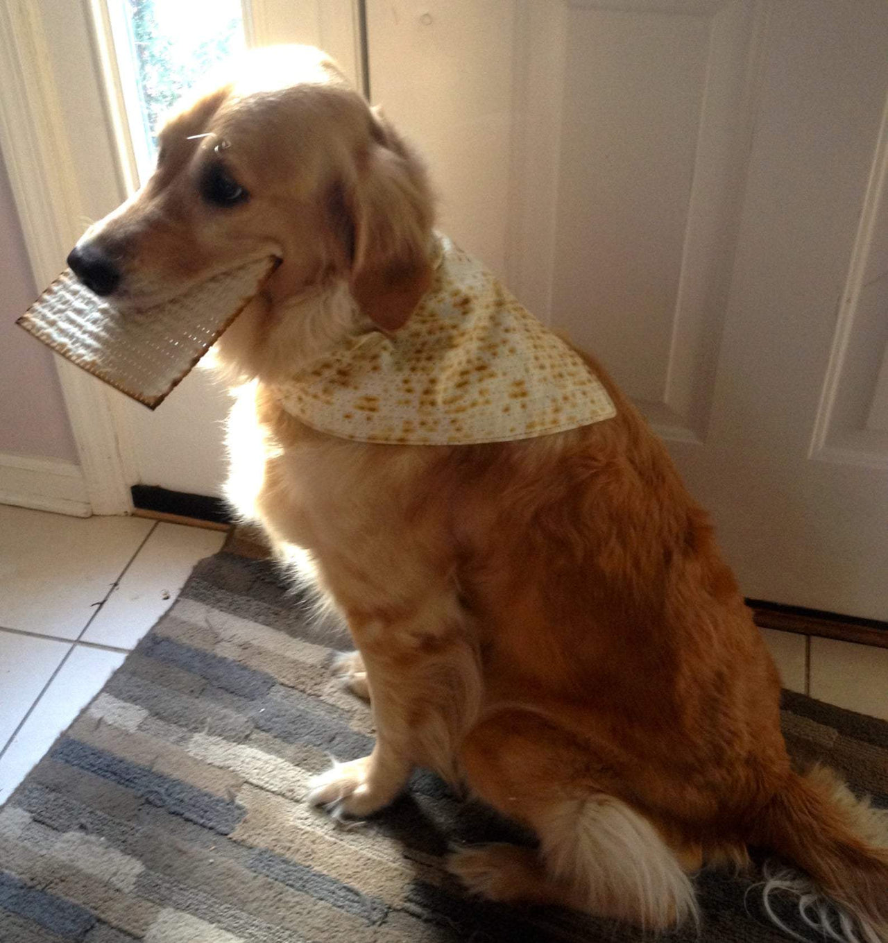 Creatively Pam - Passover Dog or Human Matzah Bandana - ModernTribe